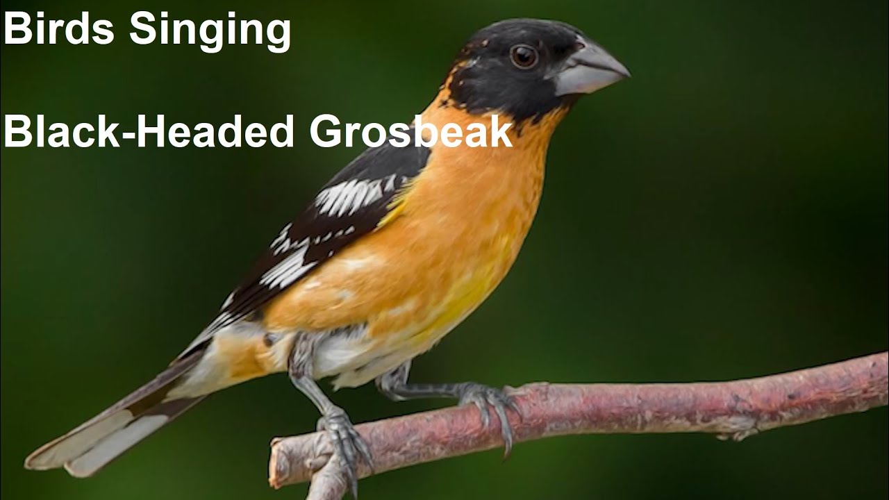 Birds Singing - Black Headed Grosbeak - Sounds of Nature