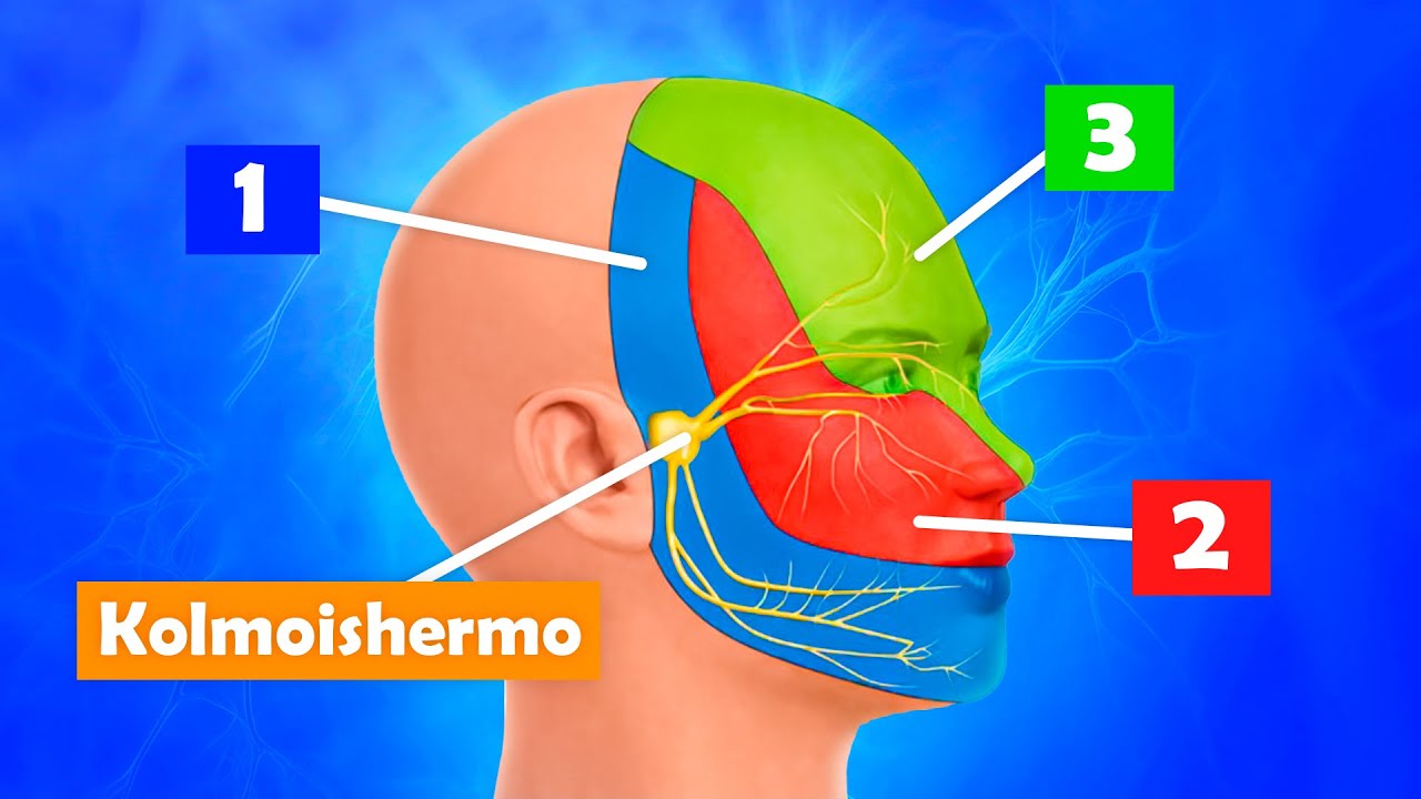 Miksi kasvojen kipu tuntuu satunnaiselta? Kolmoishermo selittää kaiken