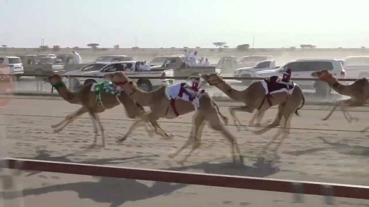 ✅ الشوط 4.. مفتوح (سيف المحافظة + سياره)١.*هيبه/مبارك سعيد سالم الوهيبي* *2:04:12* *التوقيت الأفضل*