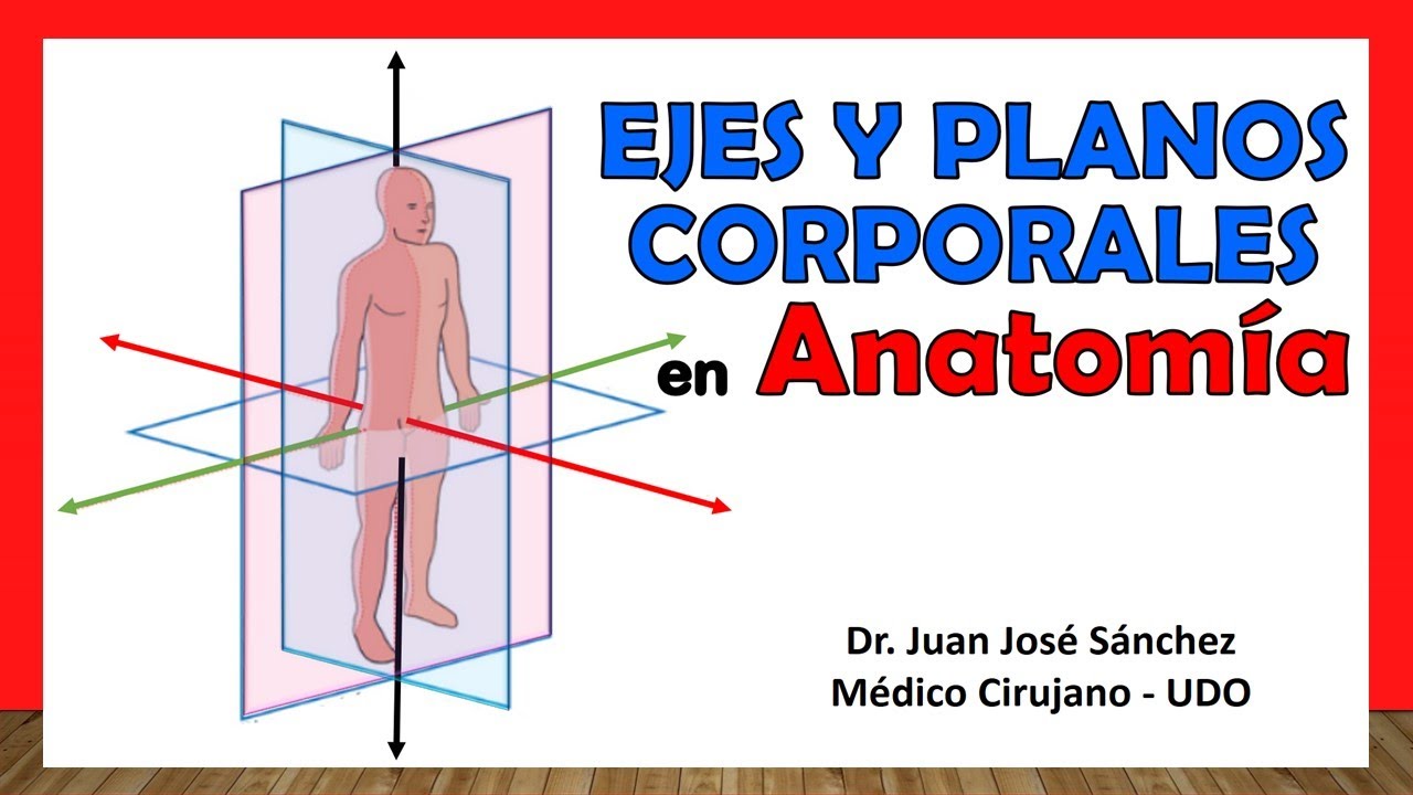🥇 PLANOS Y EJES CORPORALES en Anatomía. ¡Fácil, Rápido y Sencillo!