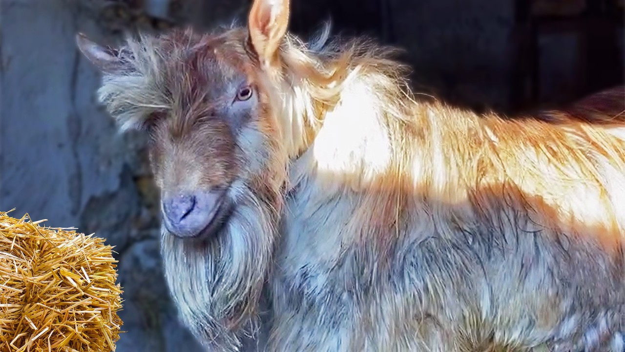 Зимние дни с Красавчиком: знакомьтесь, наш красавчик! 🐐❄️