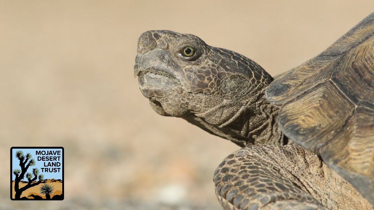 The desert tortoise is probably the coolest reptile around | Mojave Desert Land Trust