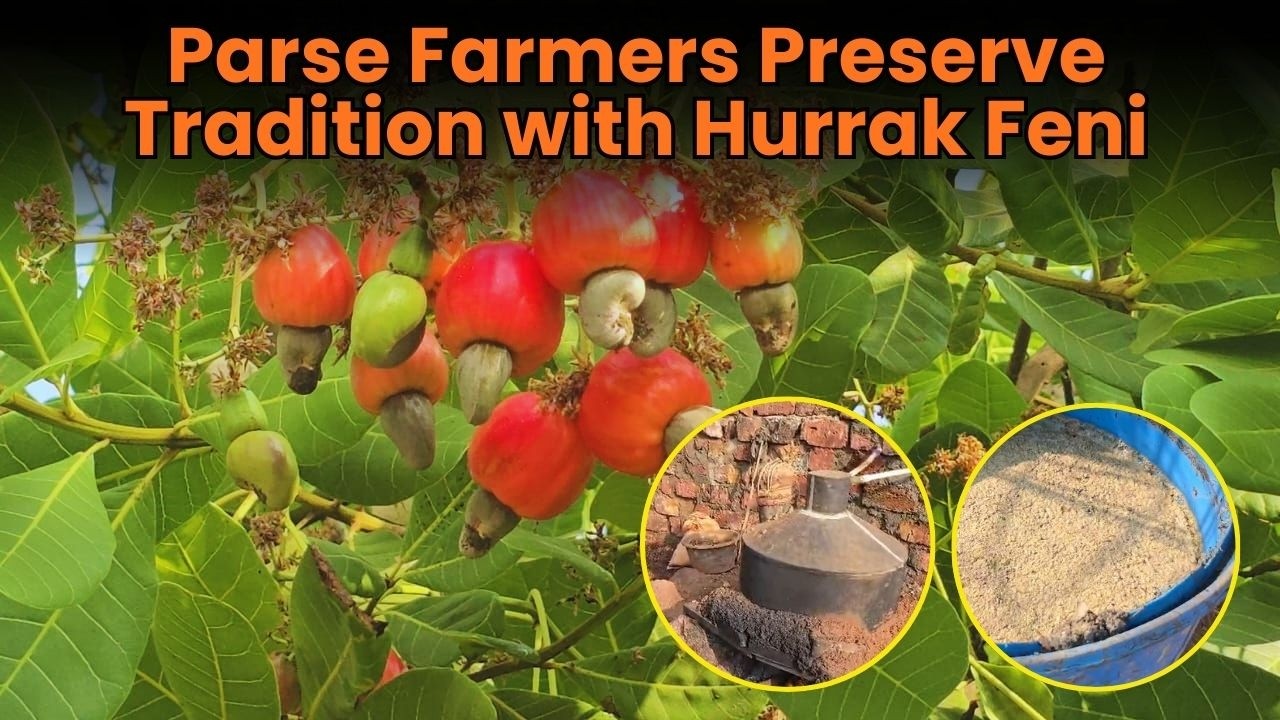 Parse Farmers Preserve Tradition with Hurrak Feni