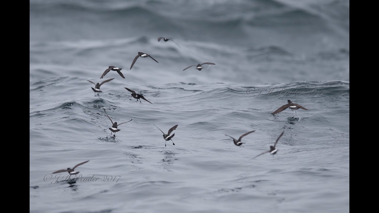 European Storm-petrel, 10 August 2019, Isles of Scilly