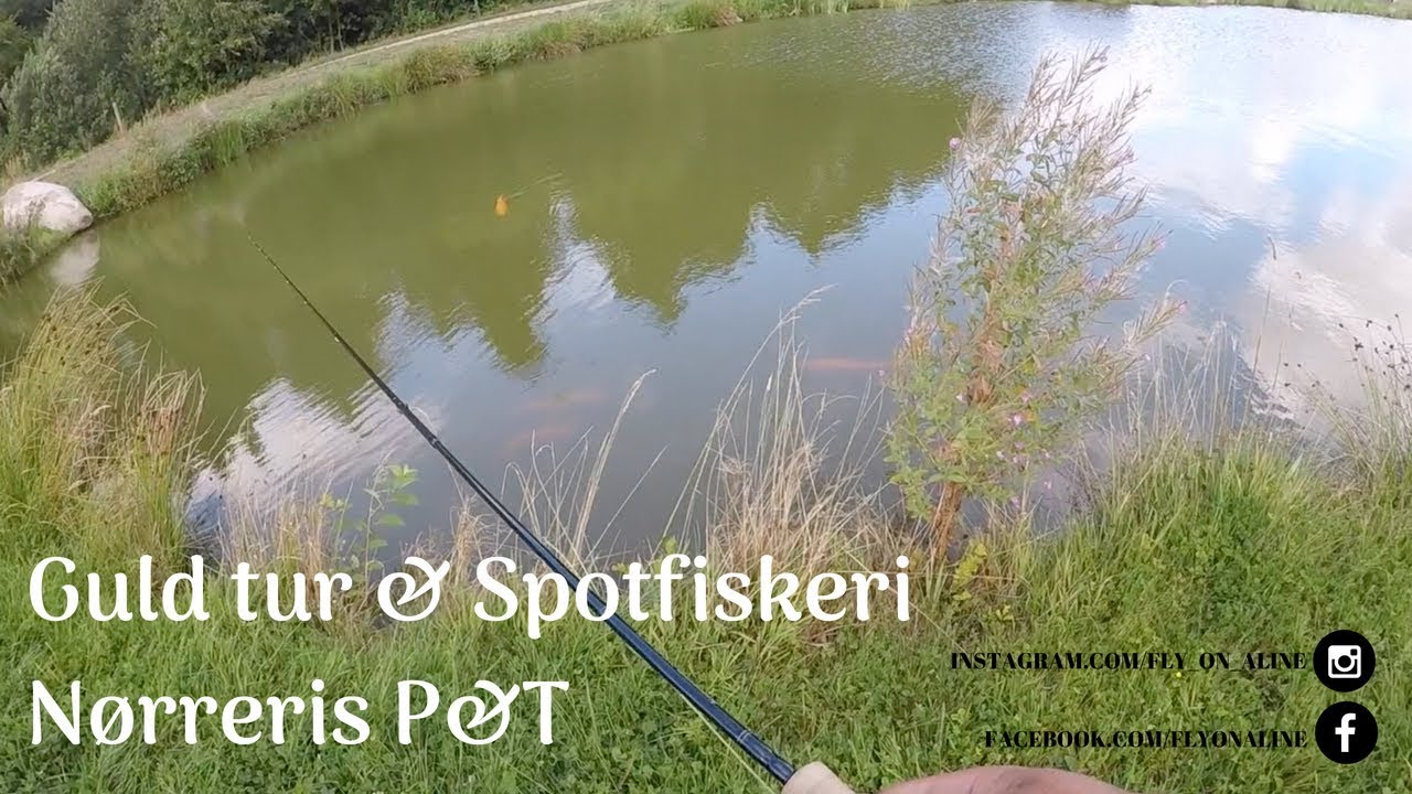 Spotfiskeri efter Guldørreder i Nørreris Put and take