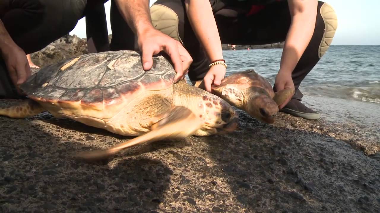 Suelta de tortugas recuperadas Cabildo de Lanzarote 26 06 2013