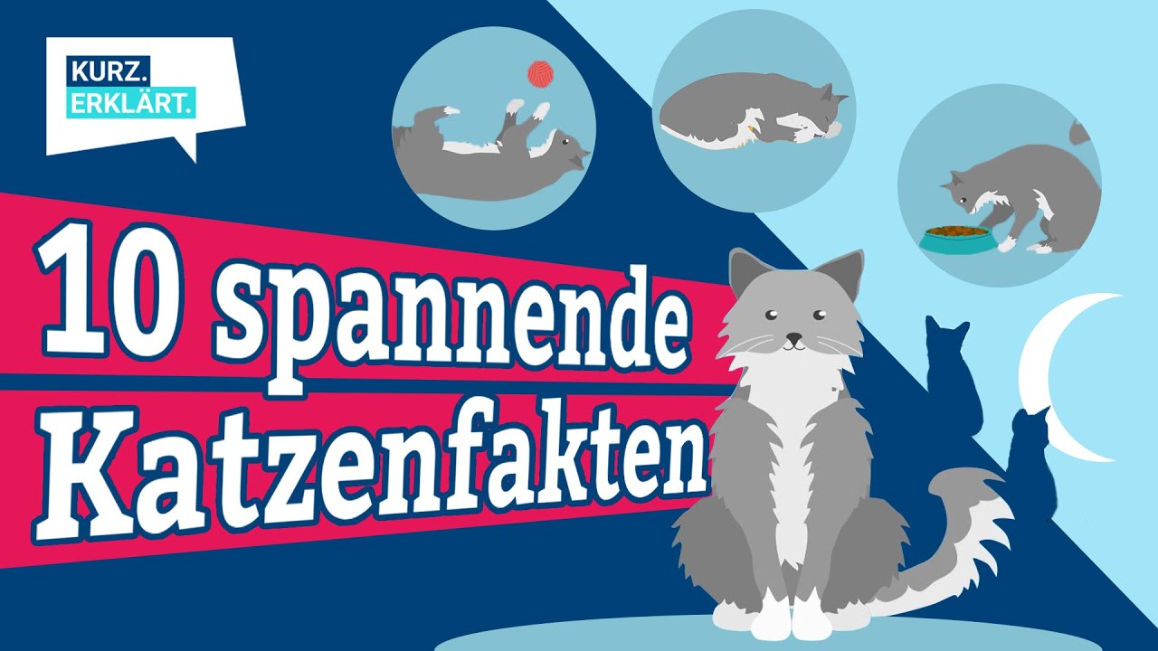 10 spannende Fakten &uuml;ber Katzen, die du kennen solltest - kurz erkl&auml;rt!