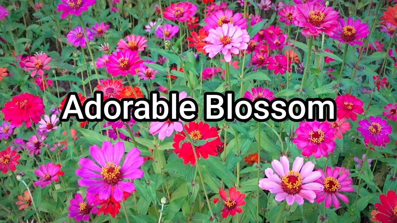 Floral Serenity 🌸 Calm Piano Music for Relaxation