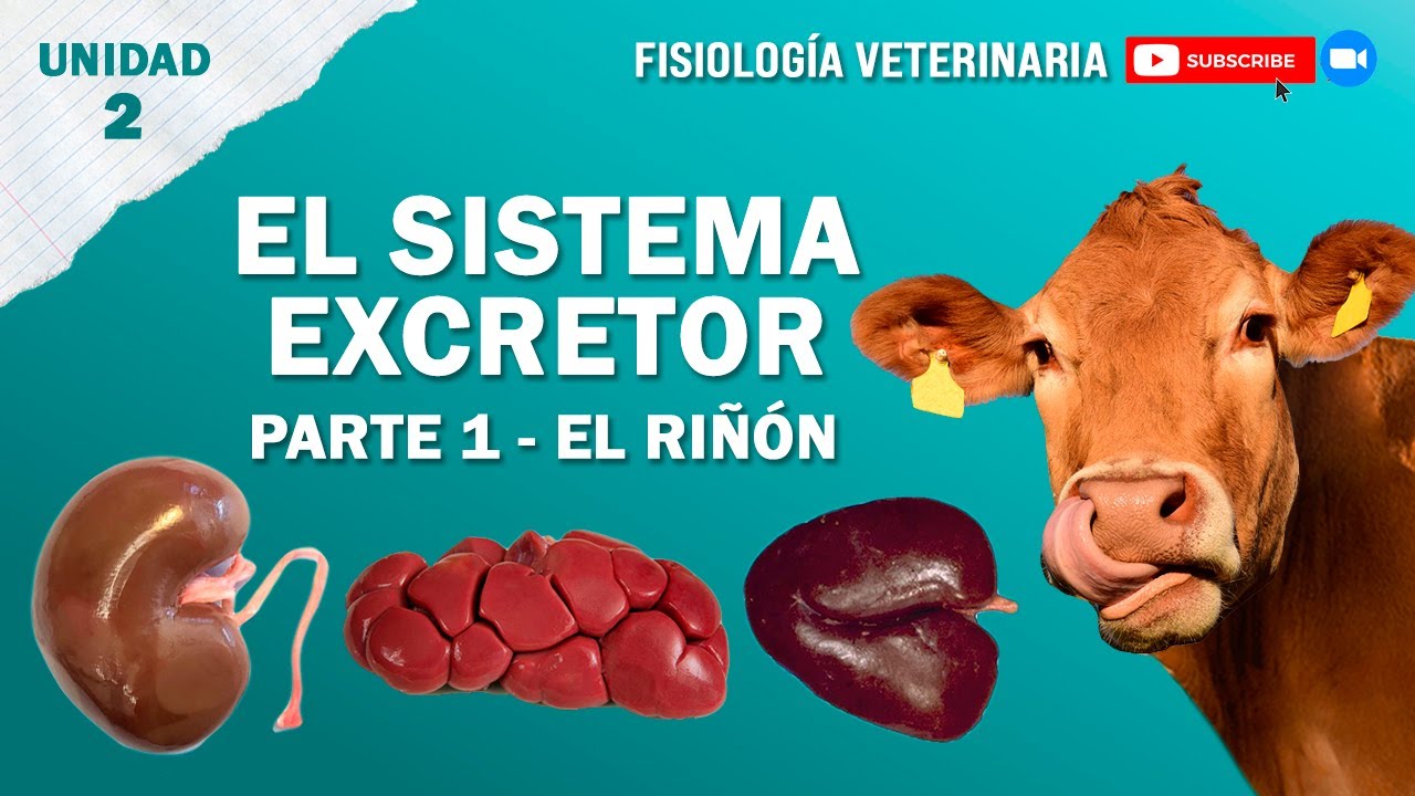 FISIO1_UNIDAD2_SISTEMAEXCRETOR_RIÑON