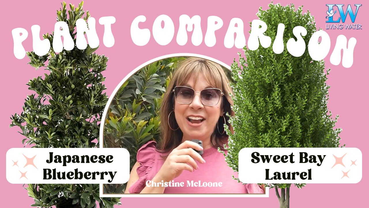 Living Water | Japanese Blueberry VS Sweet Bay Laurel | With Christine McLoone