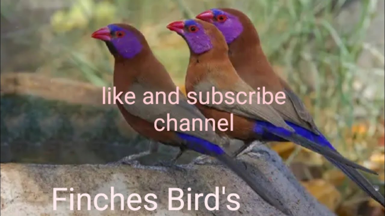 my finch bird setup||Finches Aviary||full HD Quality video||