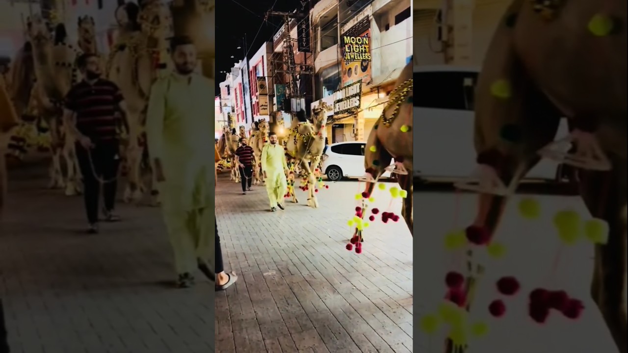 Beautiful camel #camels #camellife #animals #animalshorts #shorts #ytshorts