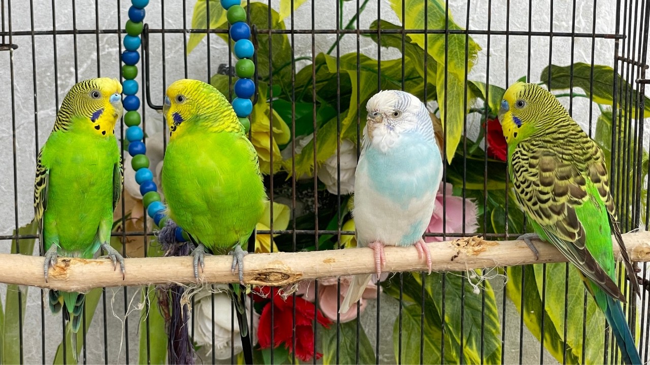Peaceful Bird Ambience 🕊️ | Happy Budgies & Calming Music