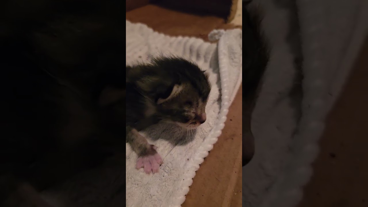 A little over 8 minutes of the new kittens!
