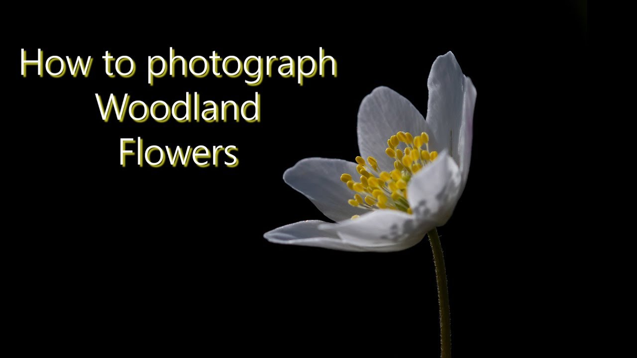 How to photography flowers in woodland - macro photography