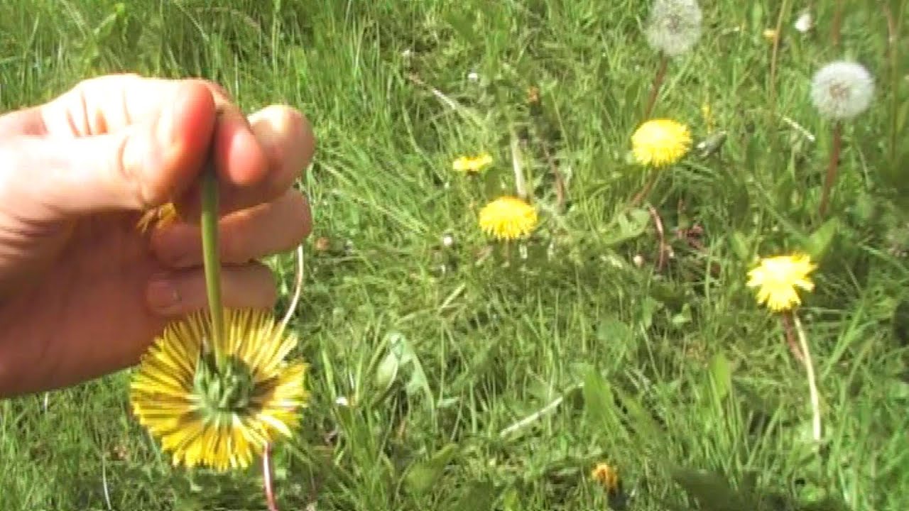 How to Make Wild Dandelion Flower Tea! Superfood For Your Eyes!