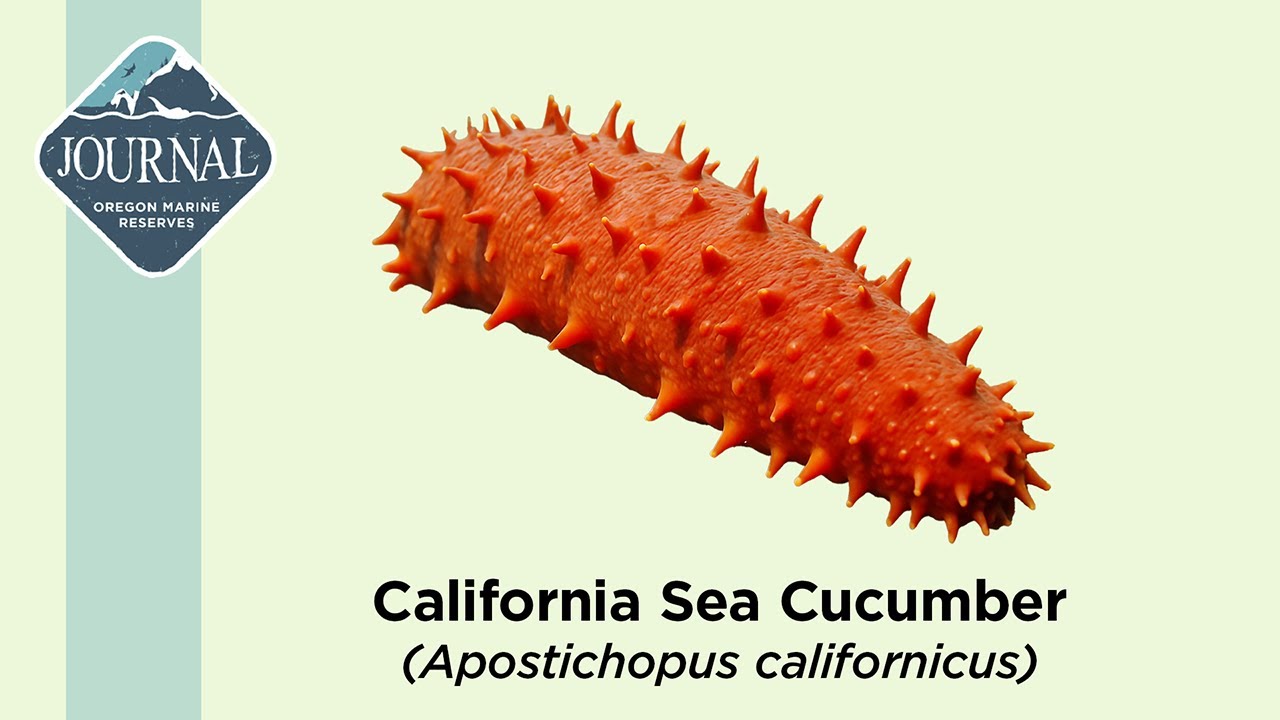 California Sea Cucumber (Apostichopus californicus)