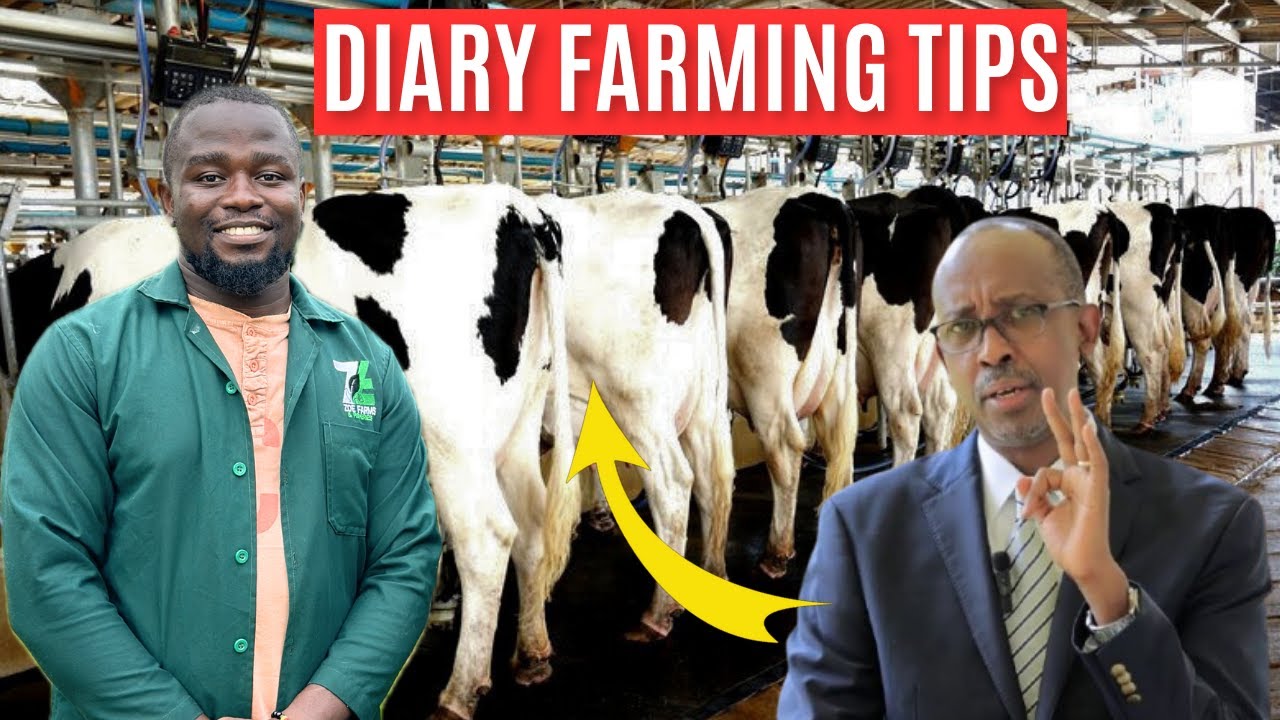 How He Built a Profitable DIARY FARM That Earns MILLIONS; Costs and Earnings Explained