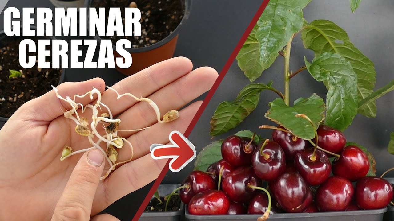 ¡Forma sencilla para GERMINAR CEREZAS!