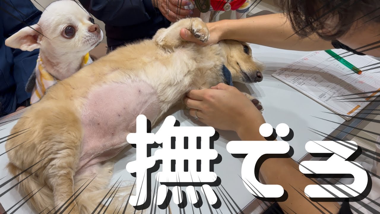 いい子すぎて人間にベタ褒めされる犬【動物病院】