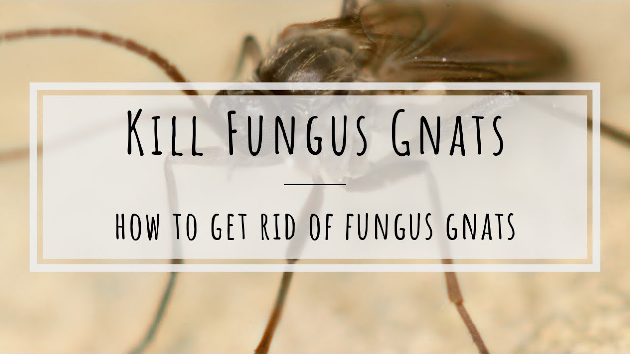 How to kill fungus gnats: beneficial nematodes