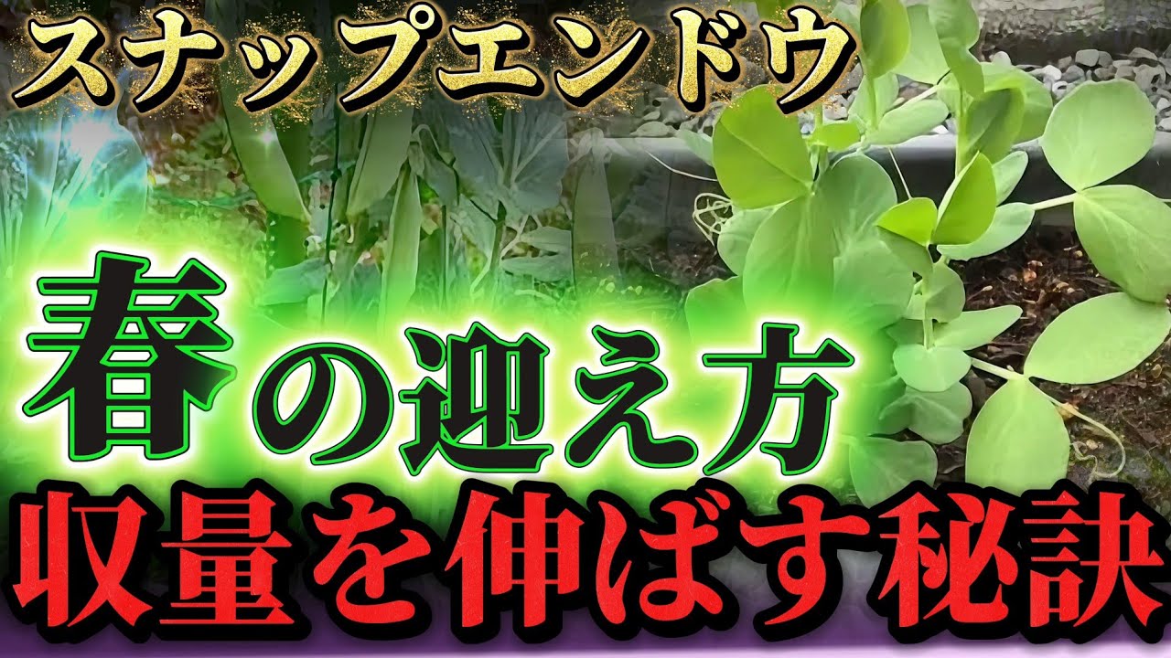 【スナップエンドウ】収量を増やす秘訣はコレです！！〇〇を行うと根が伸びる！？