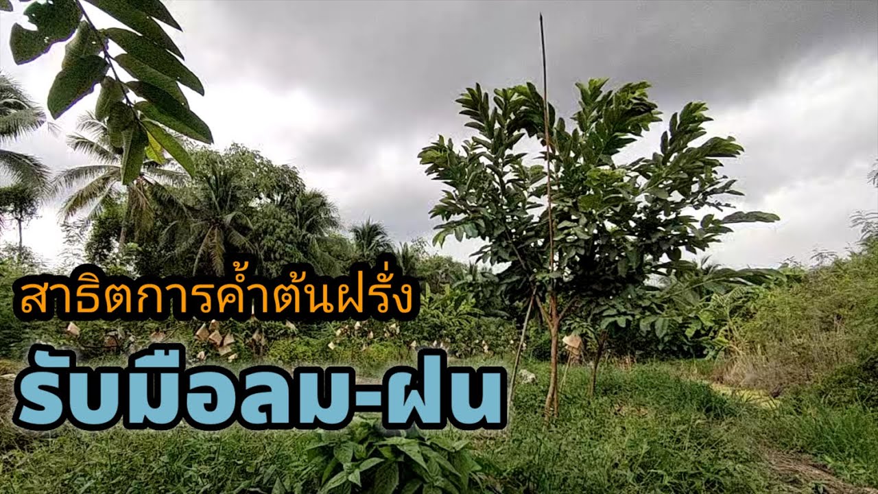 EP. 31 สาธิตการค้ำต้นฝรั่ง รับมือฤดูฝน ลมกรรโชกแรง