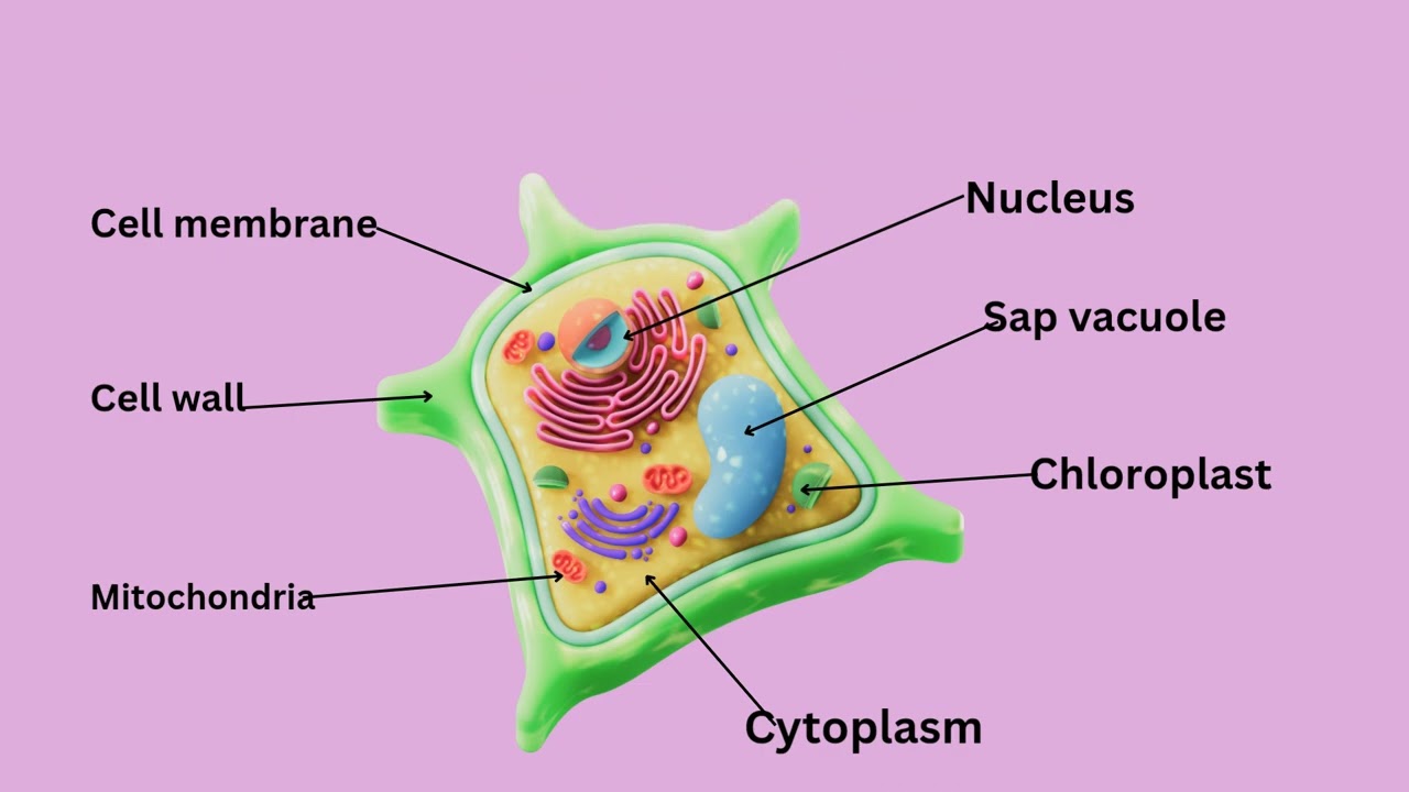 Tips to remember plant cell - Year 7 science 
