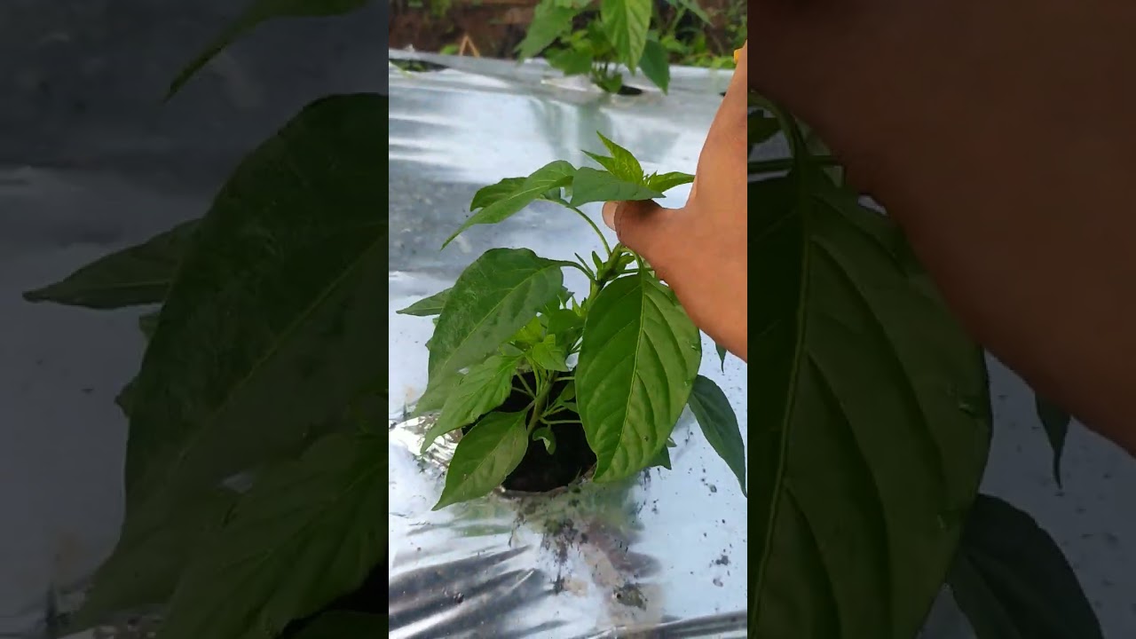 Cabe Imola Reborn 25 hst sangat rimbun