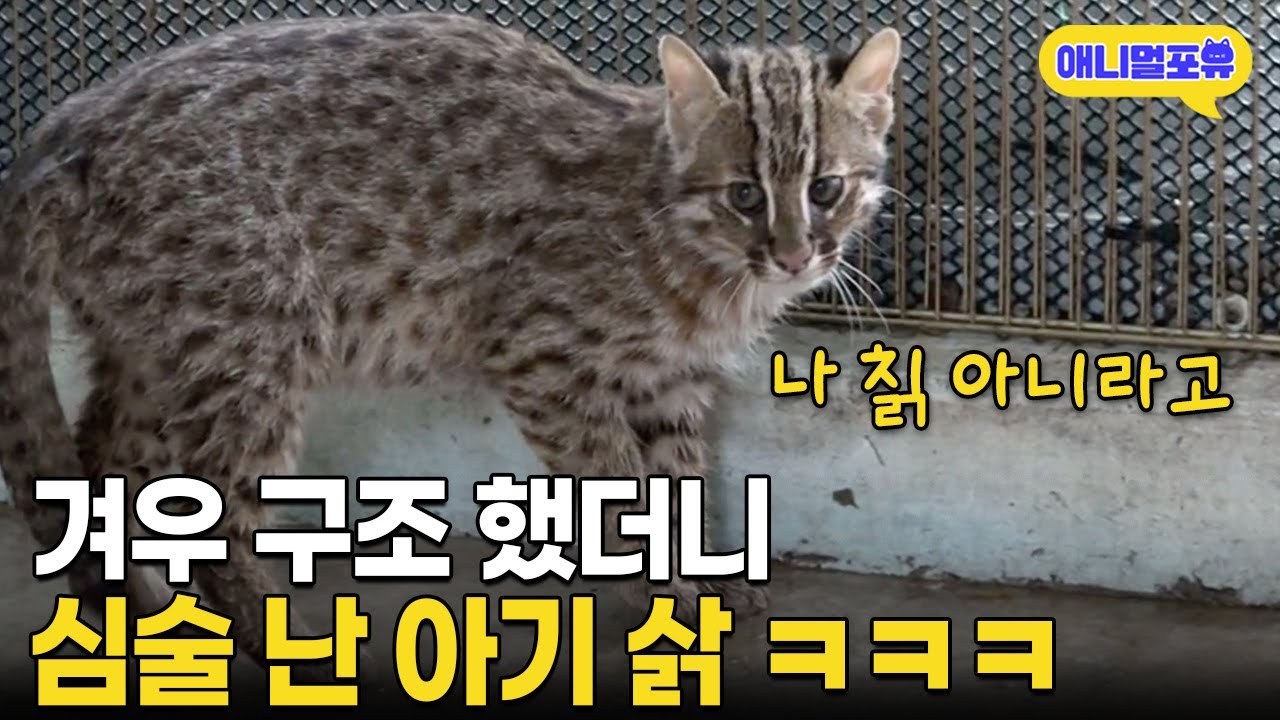 어미를 잃은 채 구조된 아기 삵.. 야생동물구조센터의 하루  I KBS VJ특공대 180831 방송