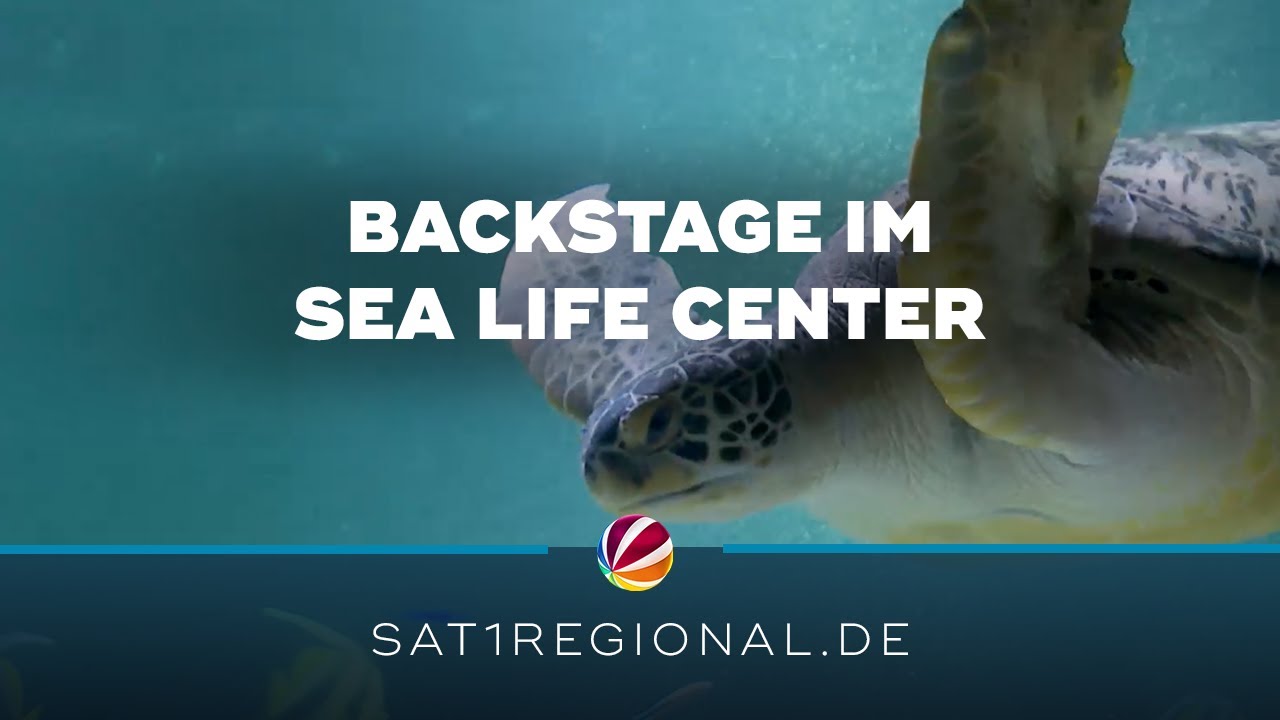 Sea Life Center in Timmendorfer Strand bietet Backstage-F&uuml;hrungen