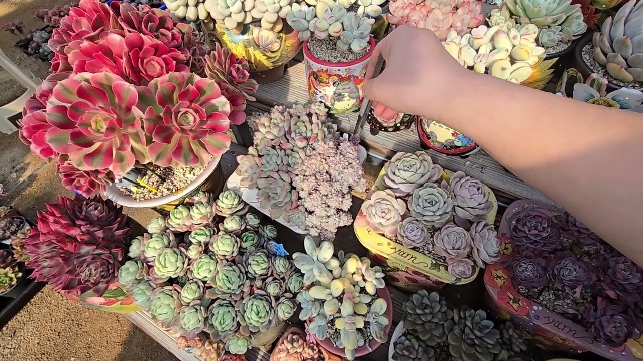 닥터자리 둘러보기 첫번째다이 1편 #초보다육 #다육이 #킵장다육 #포천킵장 #킵장다이소개 #식집사