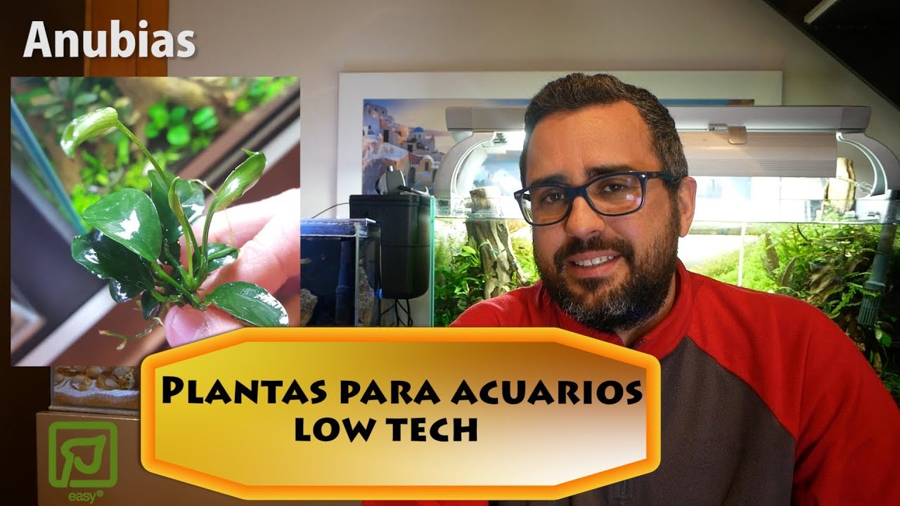 Plantas para acuarios low tech