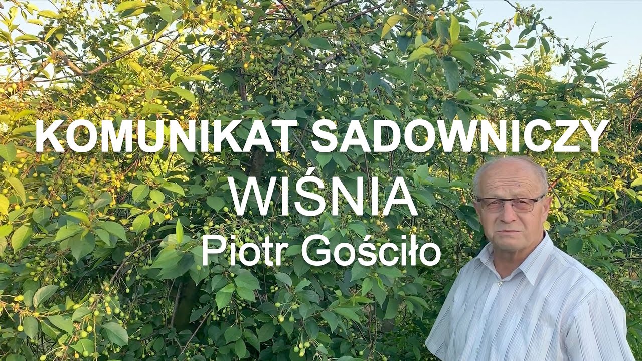 Komunikat sadowniczy #13 WIŚNIA - Piotr Gościło 10.06.2019