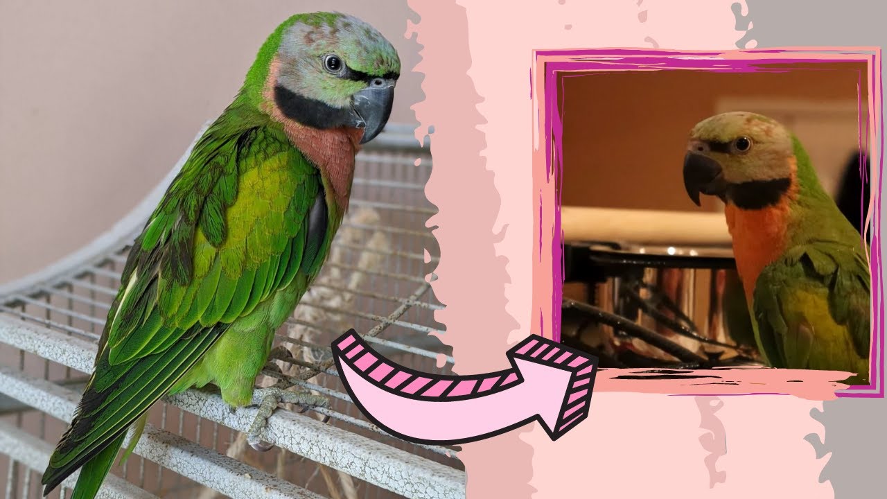My Mustache Parakeet Gets A New Cage! My Parrot Reacts to Her Upgrade!