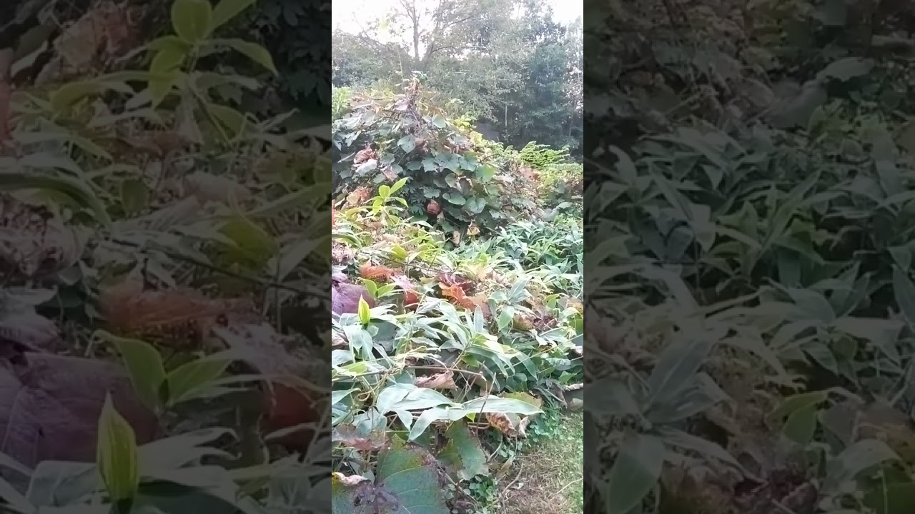 みのり