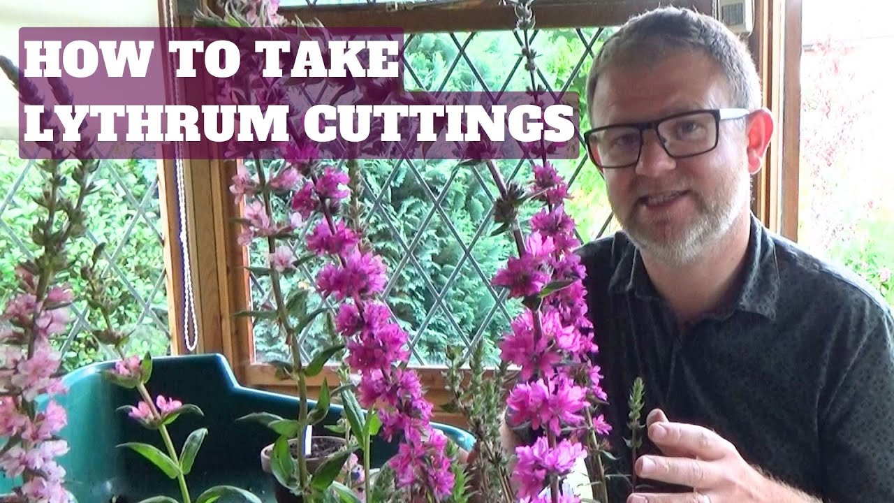 How to Take Lythrum (Loosestrife) Cuttings | What Cuttings to Take Now in Summer | Propagating Tips