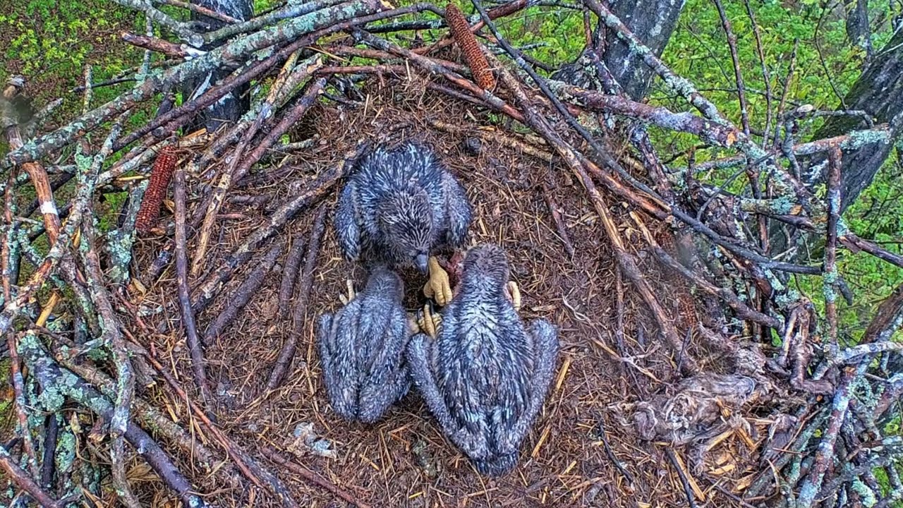 EP#384 #baldeagle Review birds in nest with nature #birdslovers #birdsounds #birdsnest #wildbirds