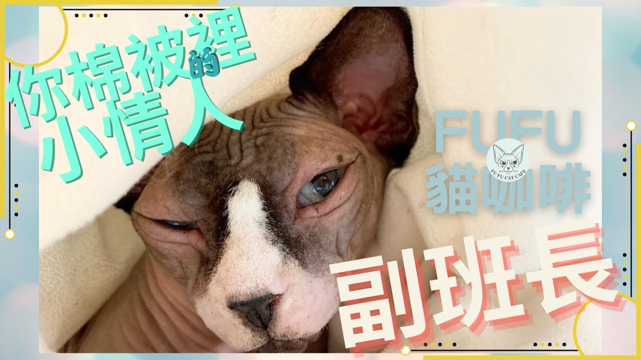【副班長】FUFU貓咖啡十五台柱｜無毛貓｜就愛賴在你腿上