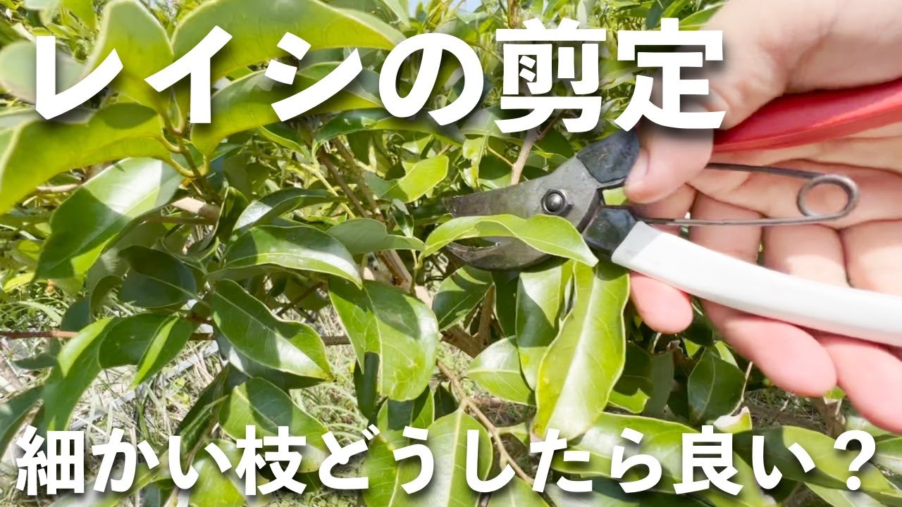 【レイシ剪定】正しい間引き剪定してますか？ 枝が混み合いやすい枝をどうするのか？