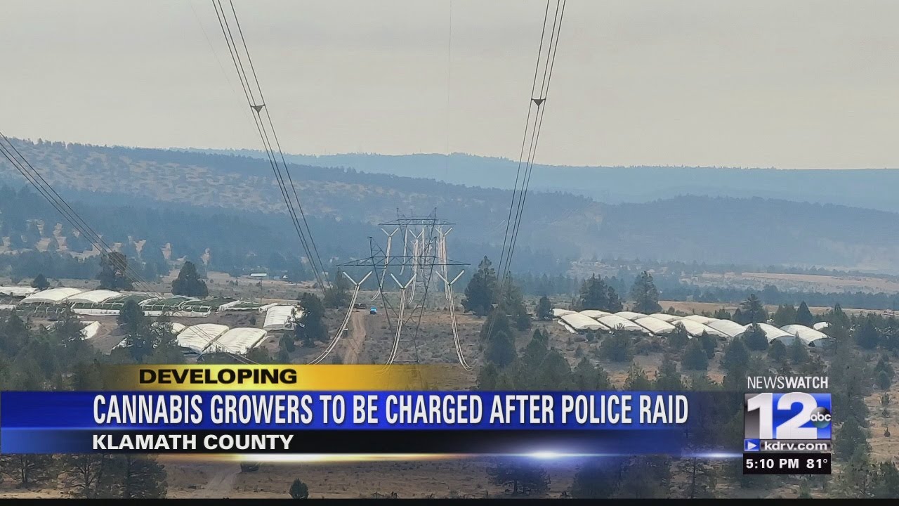 OSP busts large illegal marijuana grow in Klamath County