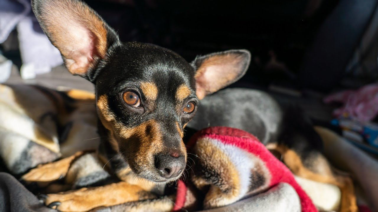 Meeting the Chihuahua/Min Pin Mix That Attacked Everyone at the Humane Society.