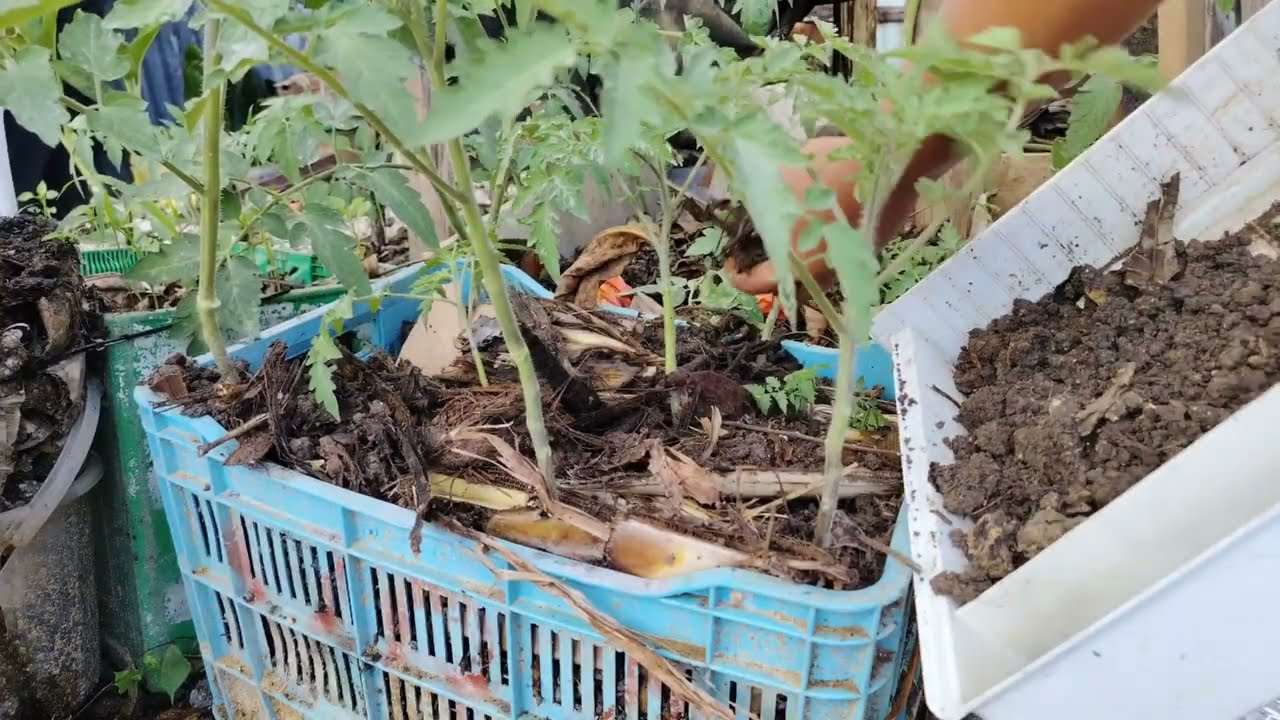 COMO ABONAR orgánica mente tus tomates #huerto #viral #shorts