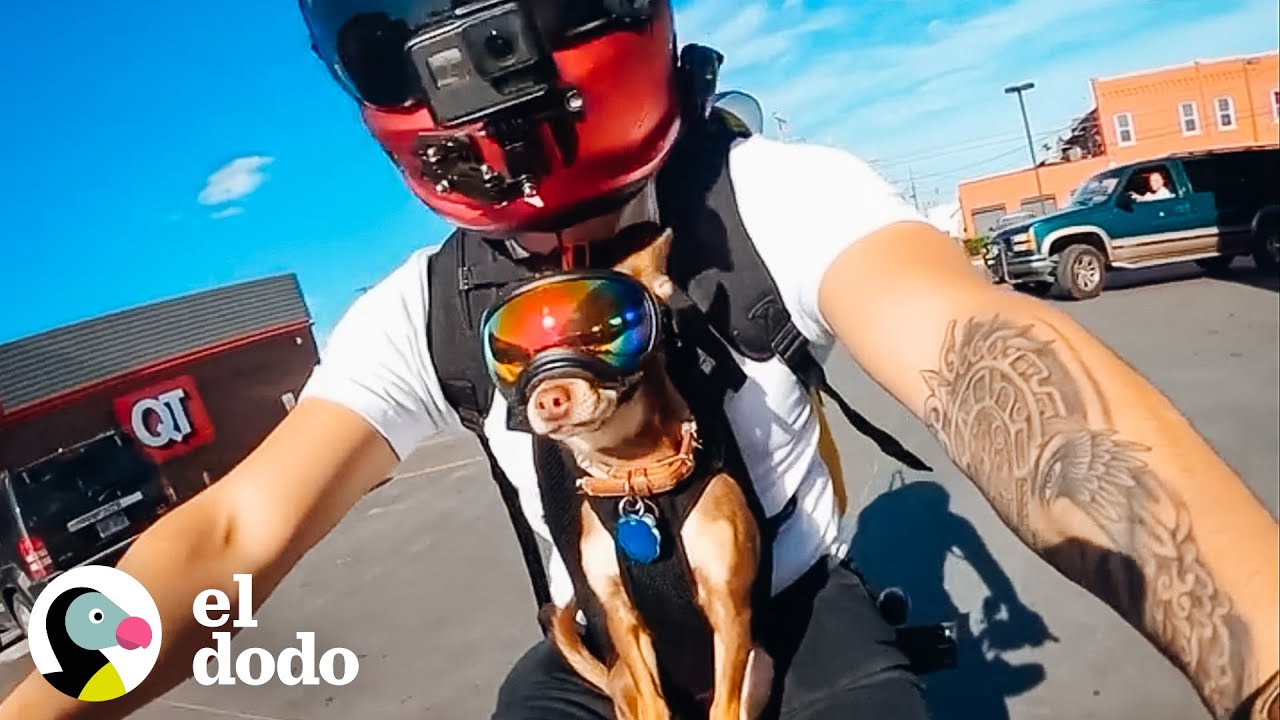 A estos chihuahuas les encanta andar en moto con papá | Pequeño y Valiente | El Dodo