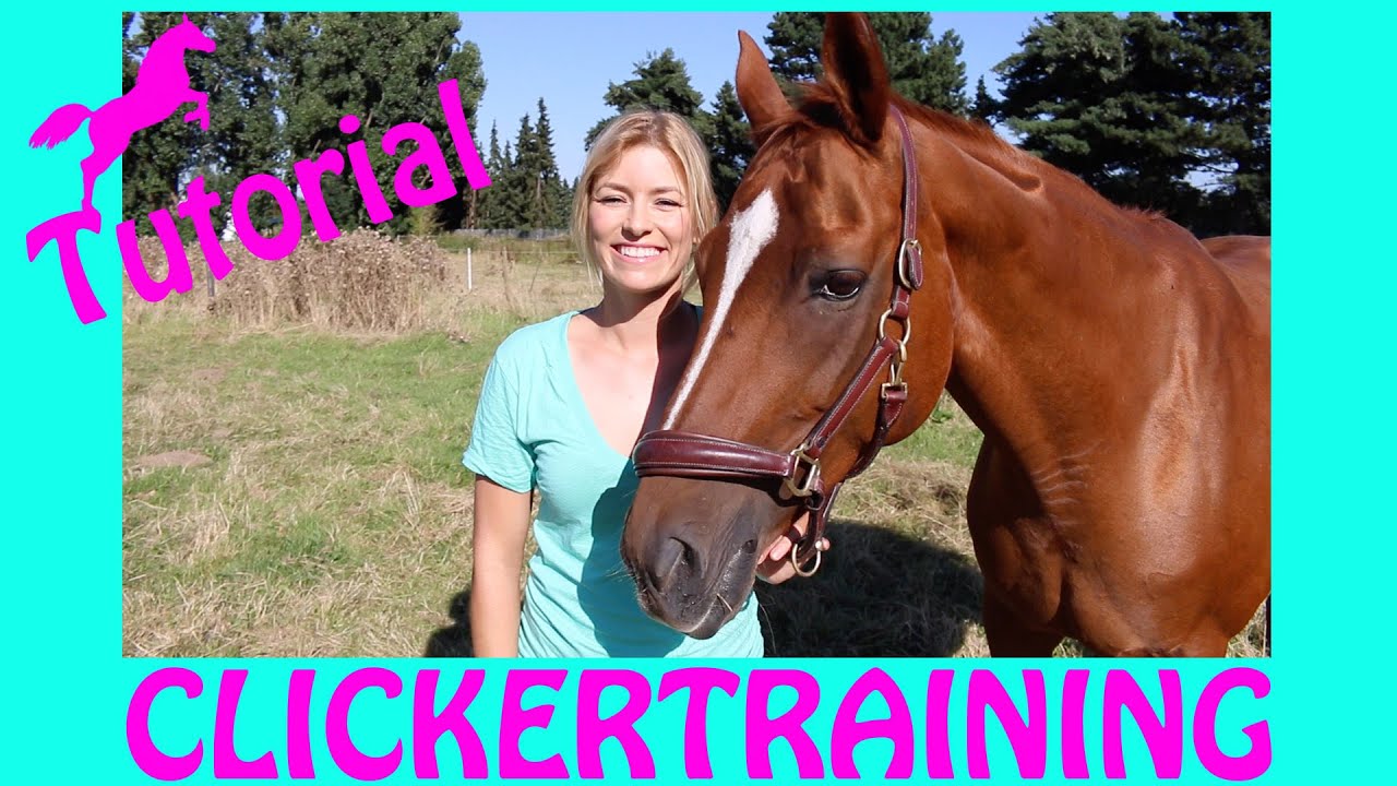 PFERDE CLICKER TUTORIAL I Wie clickert man Pferde I THEORIE Teil 1 I Target Training mit Wölbchen