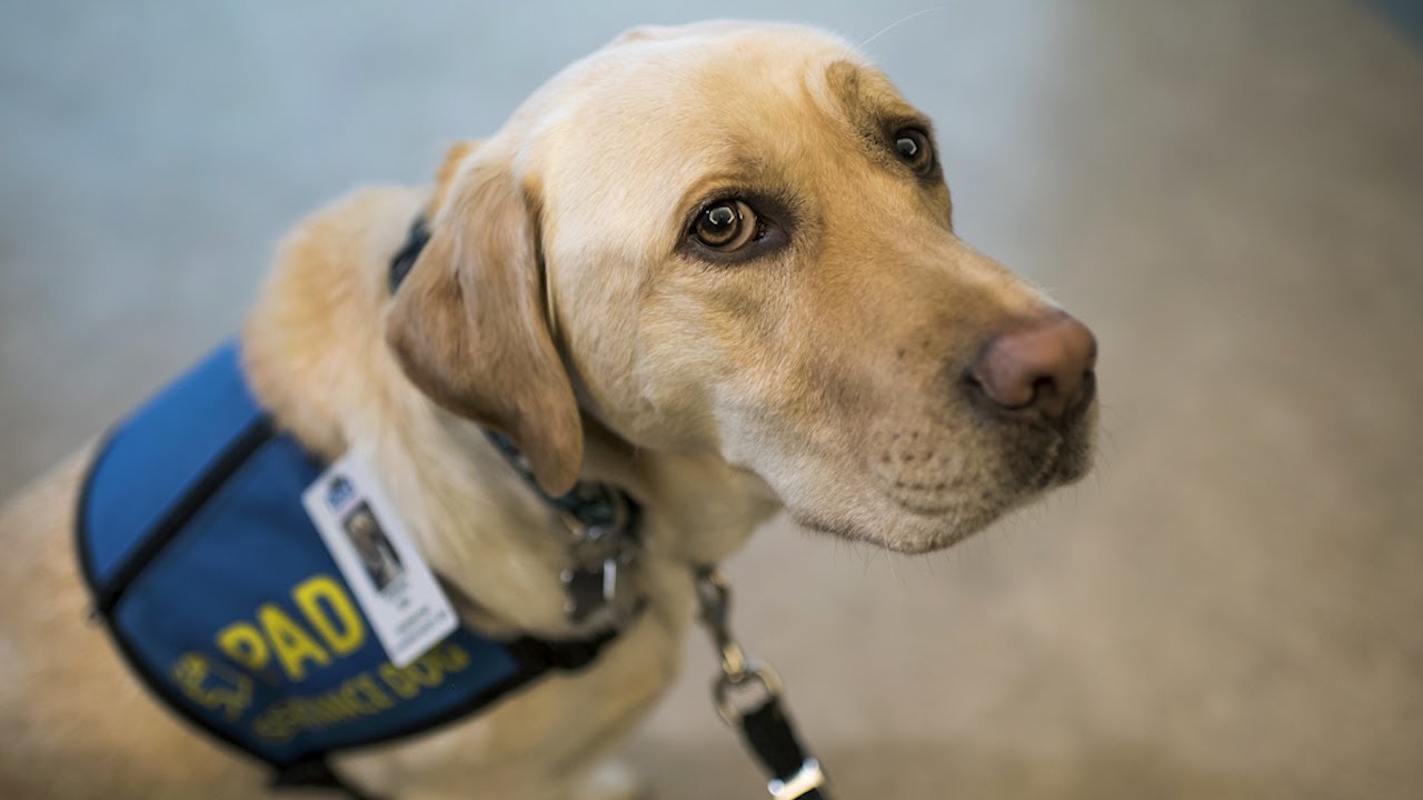 Meet Dorado, the yellow Lab trained to support trauma victims
