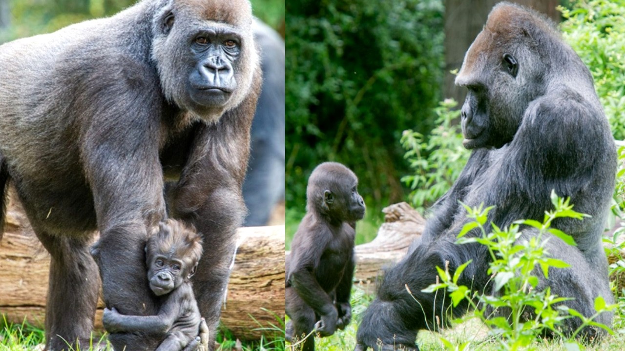 Kiango: A Gorilla’s Journey Through Loss, Love & New Beginnings
