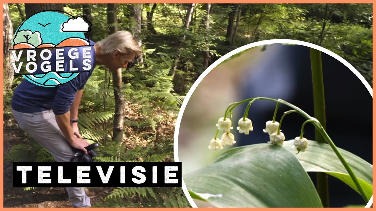 Bijzondere plantjes in Leudal | TV | Vroege Vogels
