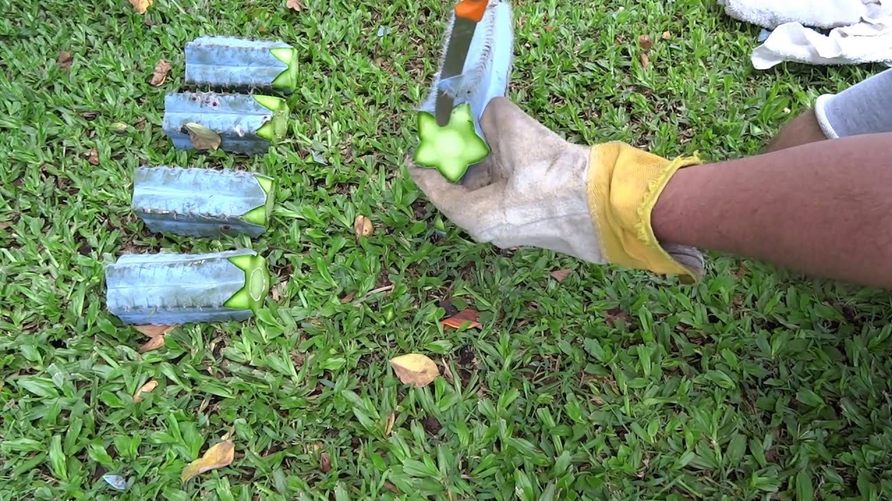 Cactus Propagation - Pilosocereus