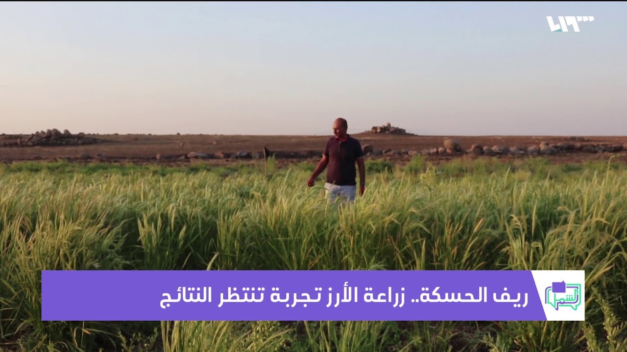 ريف الحسكة.. زراعة الأرز في المالكية تجربة تنتظر النتائج